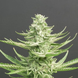 Aura Hash Cannabis Seeds Feminized