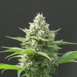 Blueberry Headband Cannabis Seeds Feminized
