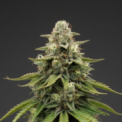 Blueberry Cannabis Seeds Feminized