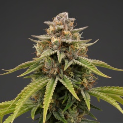 Gelato Autoflower Feminized Cannabis Seeds