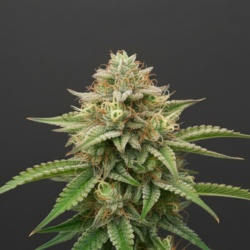 Kush Mintz Cannabis Seeds Feminized