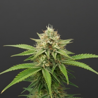 Lemon Gelato Cannabis Seeds Feminized