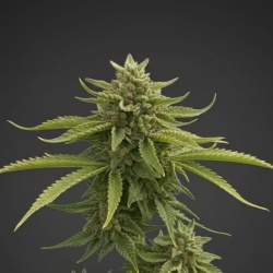 Mazar Cannabis Seeds Feminized