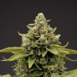 Mimosa Autoflower Cannabis Seeds Feminized