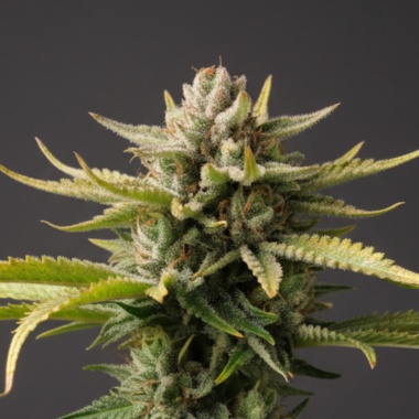 NYC Diesel Autoflower Feminized Cannabis Seeds