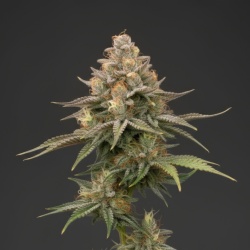 Northern Lights Cannabis Seeds Feminized