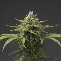 Tangie Cannabis Seeds Feminized