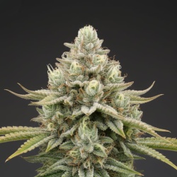 White Truffle Cannabis Seeds Feminized