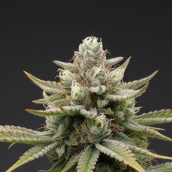 Northern Lights Autoflower Feminized Cannabis Seeds