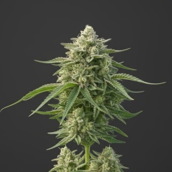 Peanut Butter Breath Cannabis