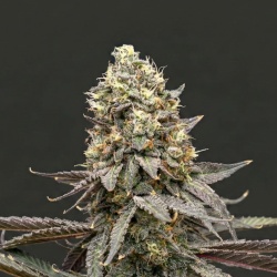 Purple Thai Cannabis Seeds Feminized